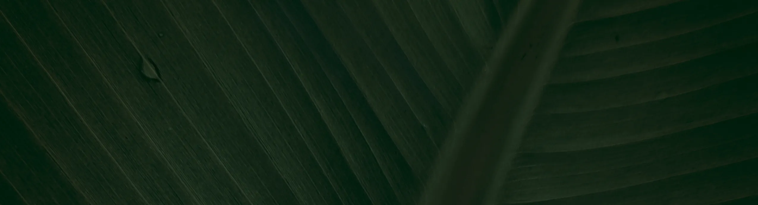 hero-image_optimized Faucibus Interdum